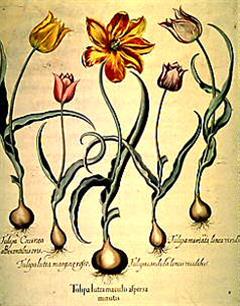 لاله دیدیِر - لاله باغی